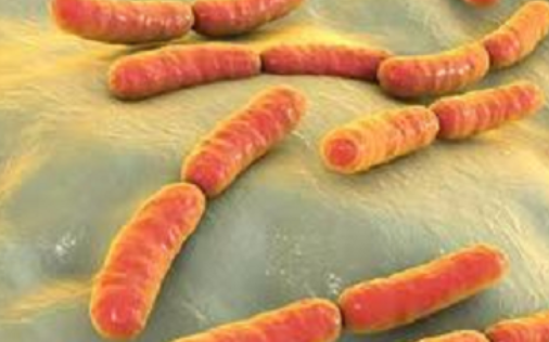 鼠李糖乳桿菌 鼠李糖乳桿菌